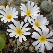 Conophytum pellucidum