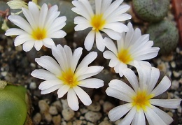 Conophytum pellucidum