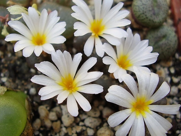 Conophytum pellucidum