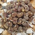 Conophytum pellucidum V neohallii