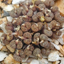 Conophytum pellucidum V neohallii