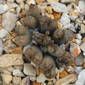 Conophytum pellucidum v  terricolor