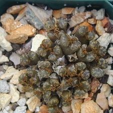 Conophytum pellucidum v  terricolor 1