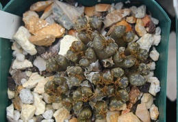 Conophytum pellucidum v  terricolor 1