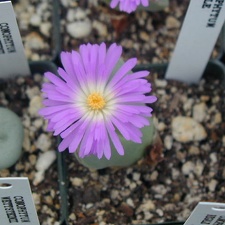 Conophytum regale