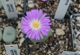 Conophytum regale