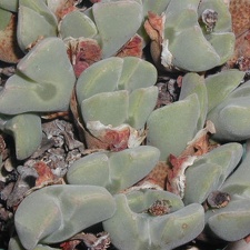Conophytum regale pl