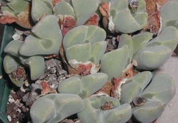 Conophytum regale pl