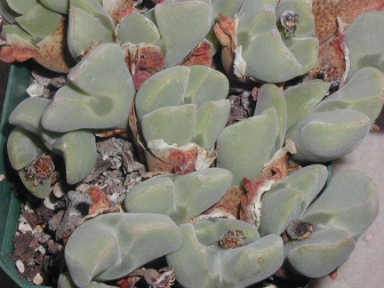 Conophytum regale pl