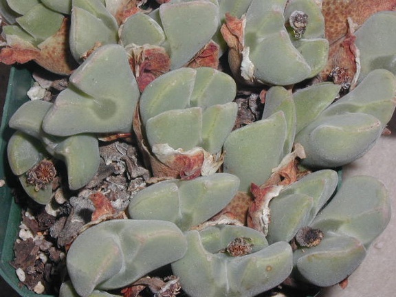 Conophytum regale pl