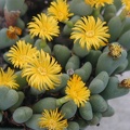 Conothytum meyeri