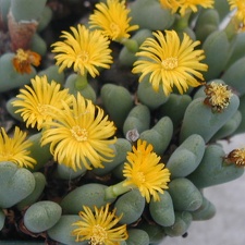 Conothytum meyeri
