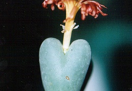 Conophytum frutescens