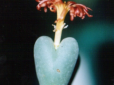 Conophytum frutescens