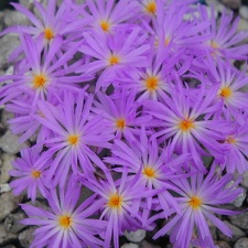 conophytum minutum v  pearsonii