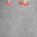 Cotyledon papillaris