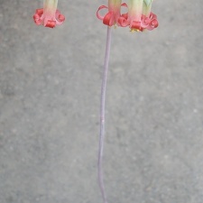 Cotyledon papillaris