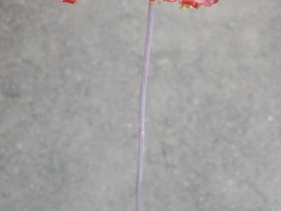 Cotyledon papillaris