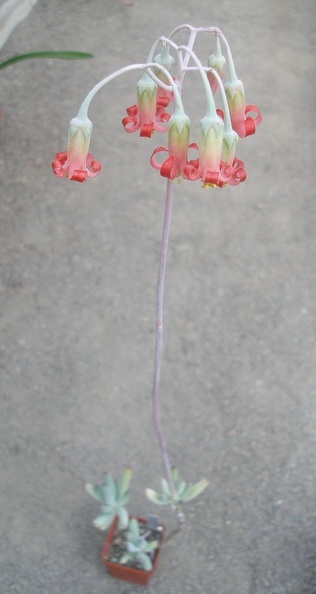 Cotyledon_papillaris.JPG