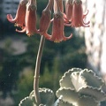 Cotyledon undulata