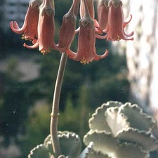 Cotyledon undulata