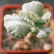 Cotyledon undulata f  monstrosa
