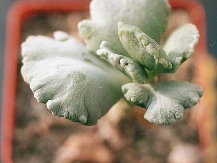 Cotyledon undulata f  monstrosa