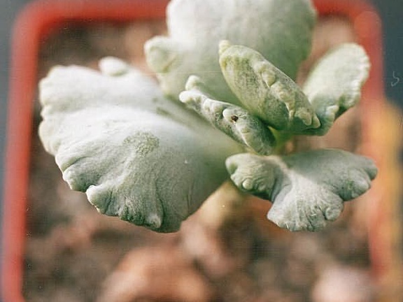 Cotyledon undulata f  monstrosa