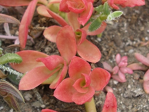 Crassula americana cv Flame
