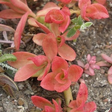Crassula americana cv Flame