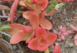 Crassula americana cv Flame