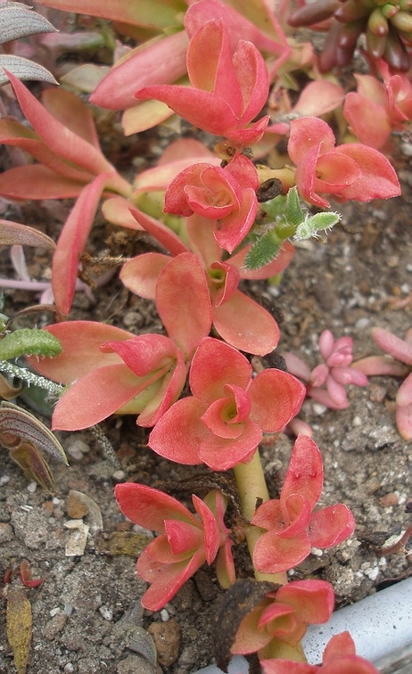 Crassula americana cv Flame
