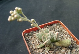 Crassula ausensis v titanopsis