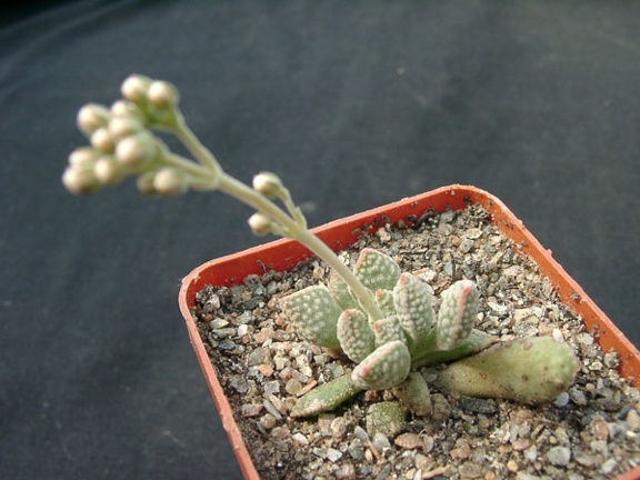 Crassula ausensis v titanopsis