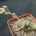 Crassula ausensis v titanopsis