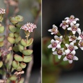 Crassula brevifolia