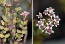 Crassula brevifolia