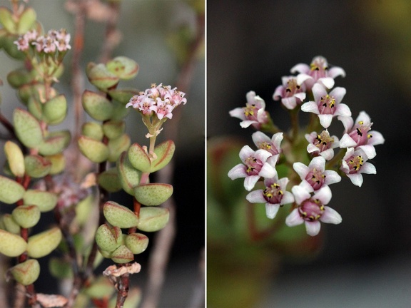 Crassula brevifolia