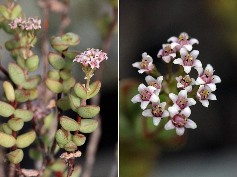 Crassula_brevifolia.JPG