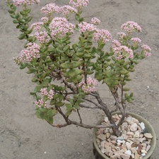 Crassula brevifolia FG Iv