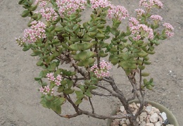 Crassula brevifolia FG Iv