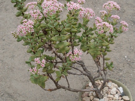 Crassula brevifolia FG Iv