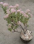 Crassula brevifolia FG Iv