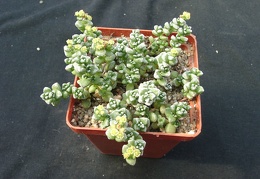 Crassula corallina