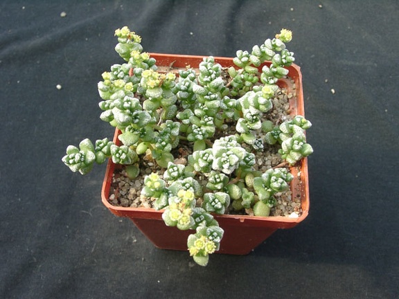 Crassula corallina