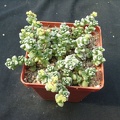 Crassula corallina