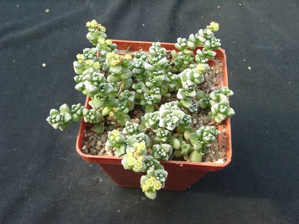 Crassula corallina