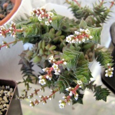 Crassula corymbulosa Ira tamagocha Krasnoarmeysk