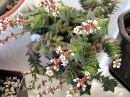 Crassula corymbulosa Ira tamagocha Krasnoarmeysk