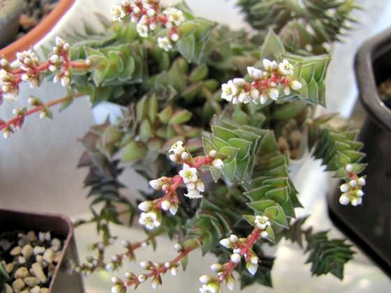 Crassula corymbulosa Ira tamagocha Krasnoarmeysk